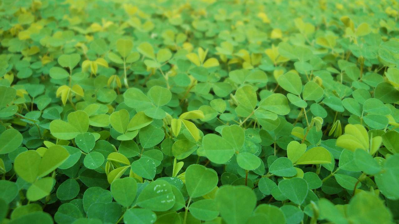 安卓手机如何下载googleplay_安卓手机如何下载ins - google相关 - 55dz账号网