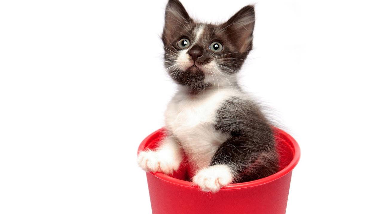 亚马逊螺旋式爆款打造模型与逻辑-苹果id平台