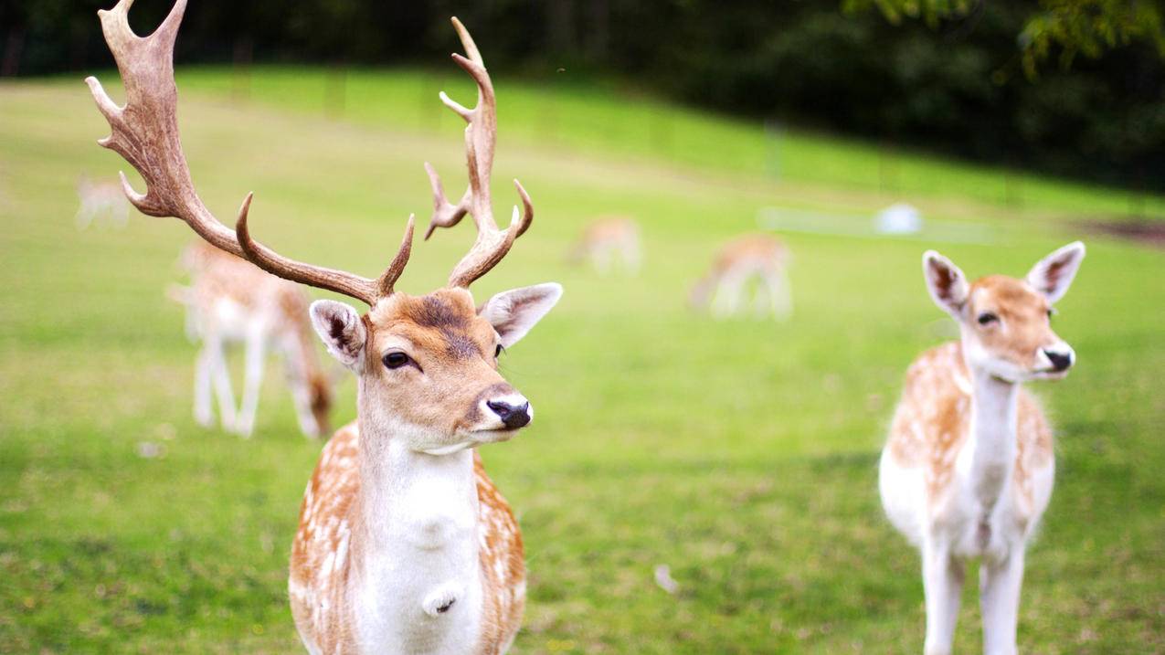 wifi状态下怎么使用小火箭  ( 小火箭怎么使用 ) - 55dz账号网
