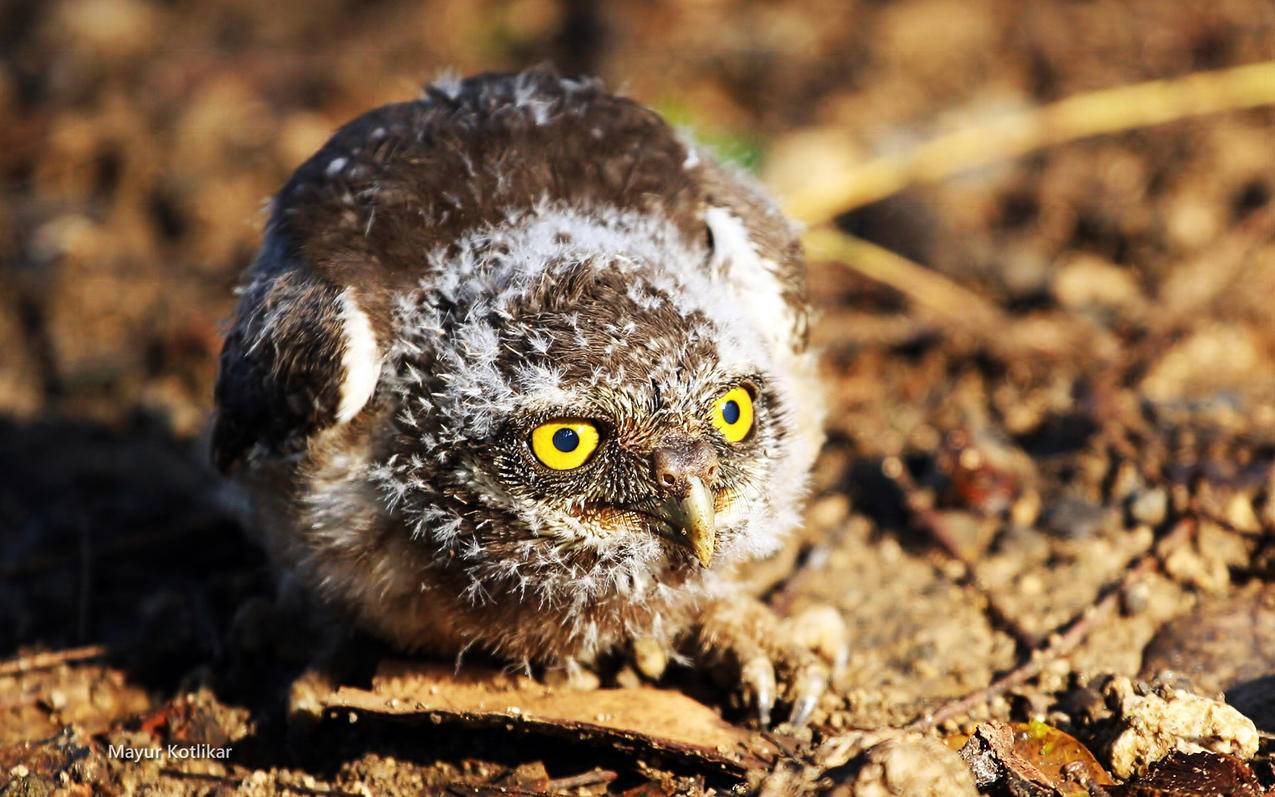 skype安卓手机版最新版2020_skype安卓手机版最新版下载 - skype相关 - 55dz账号网