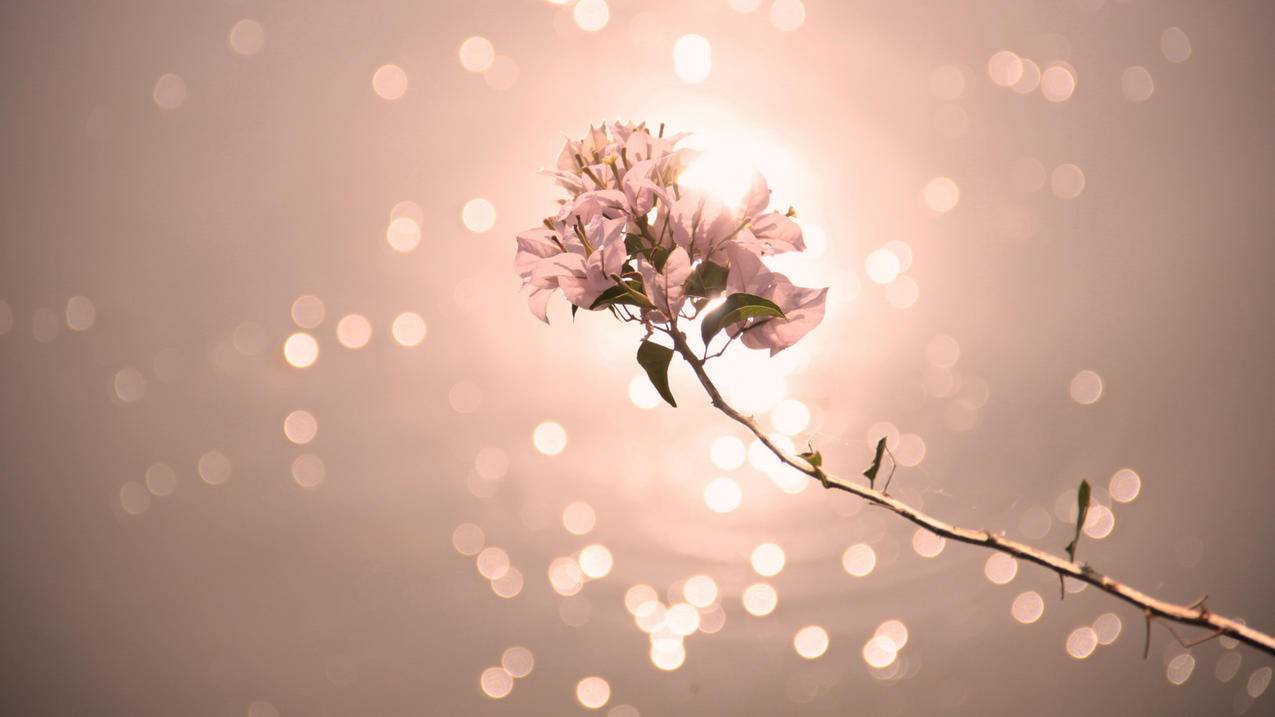 越南苹果id注册官网入口进不去 - 各区苹果ID - 55dz账号网