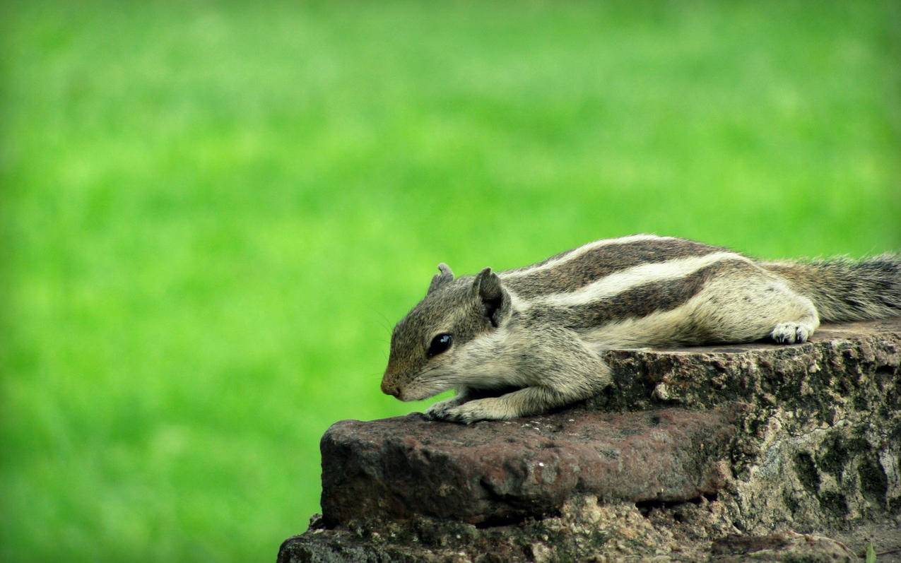 aj1zoomaircmft_AJ1ZOOMAIRCMFT女子运动文化鞋 - zoom相关 - 55dz账号网