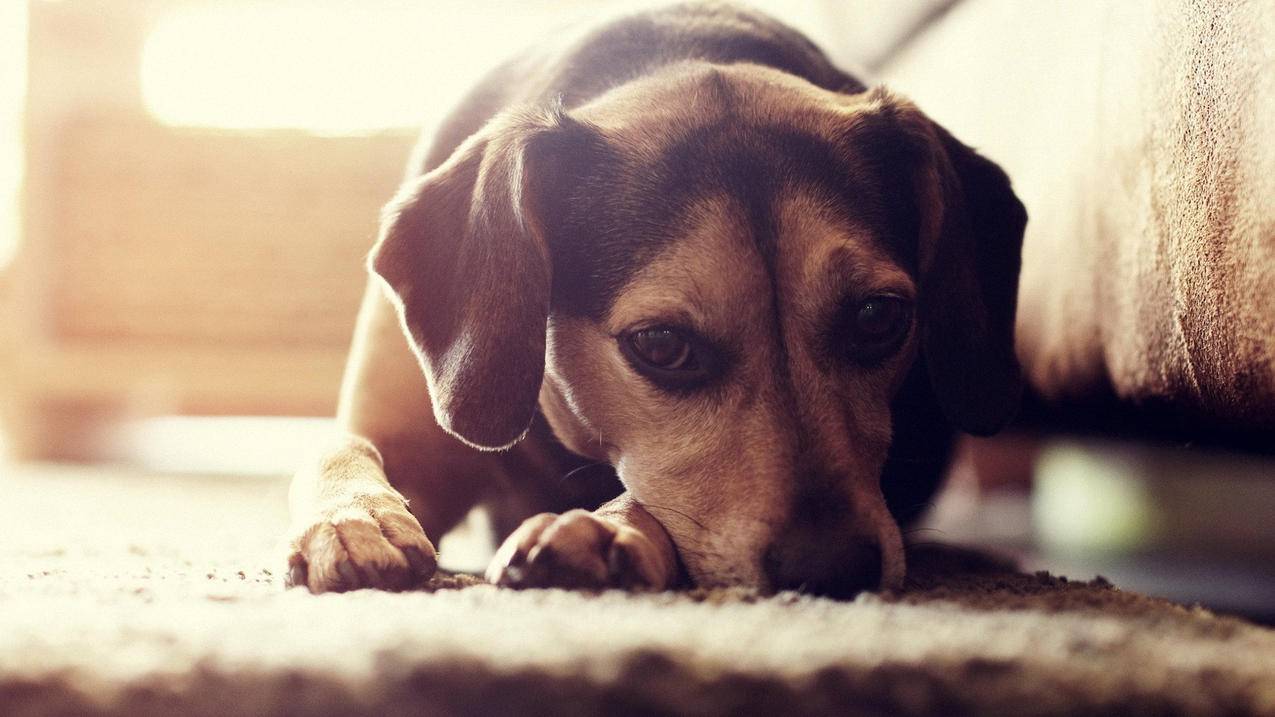 油管看视频太卡_油管视频上传很慢 - youtube相关 - 55dz账号网