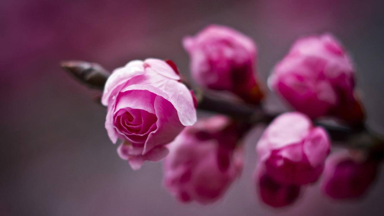 2021苹果韩国id账号密码大全可使用（2021年有效的韩国苹果id账号密码） - 韩国苹果id - 55dz账号网