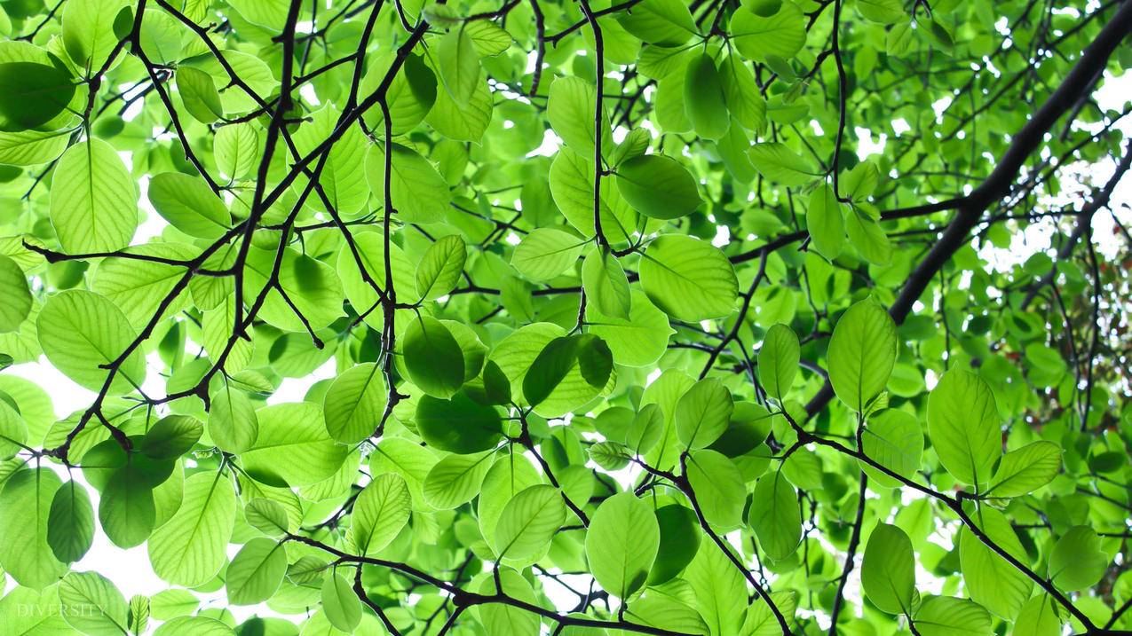 nba2konline2更新失败客户端正在运行_nba2k online 2更新失败客户端正在运行 - Line相关 - 55dz账号网