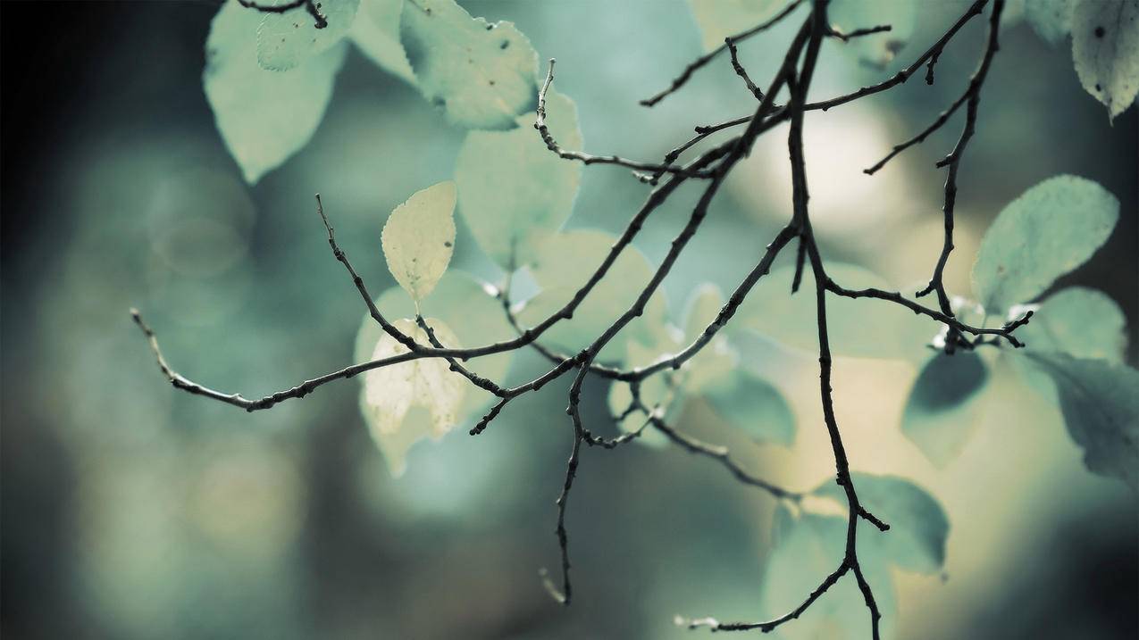 如何退出别人的日本苹果id_日本苹果账号退出 - 日本苹果ID - 55dz账号网