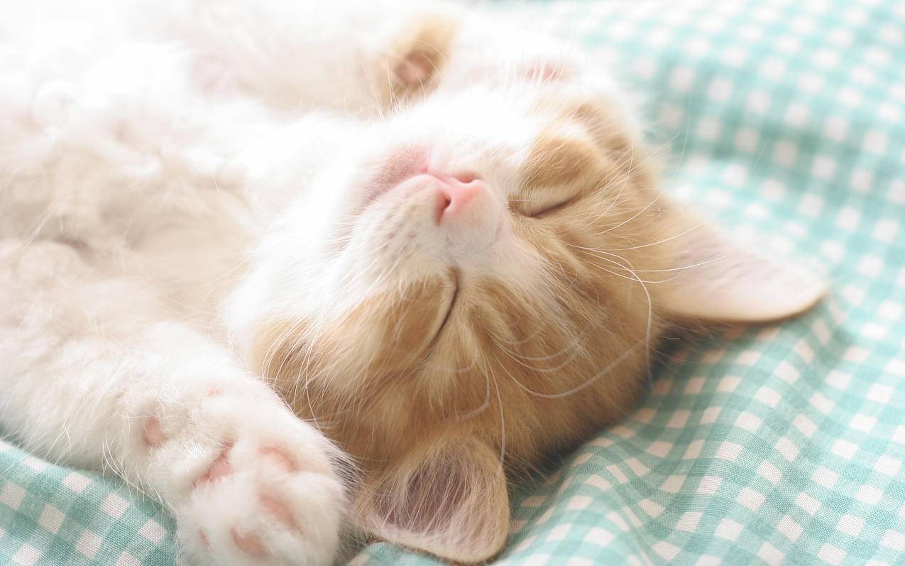 苹果id被别人使用了怎么办? ， 苹果账户被别人用了怎么办?  - 55dz账号网