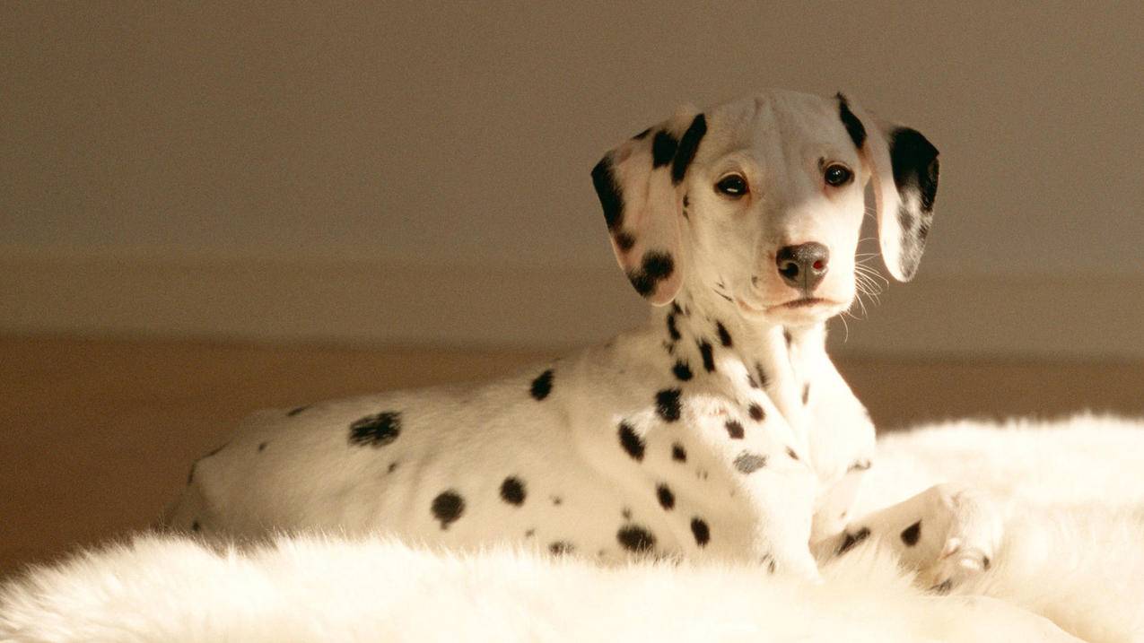 耐克zoomxinvincible能穿多久_耐克zoomx怎么样 - zoom相关 - 55dz账号网