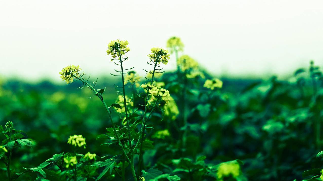 菲律宾appleid注册格式是怎么样（注册菲律宾apple id） - 各区苹果ID - 55dz账号网