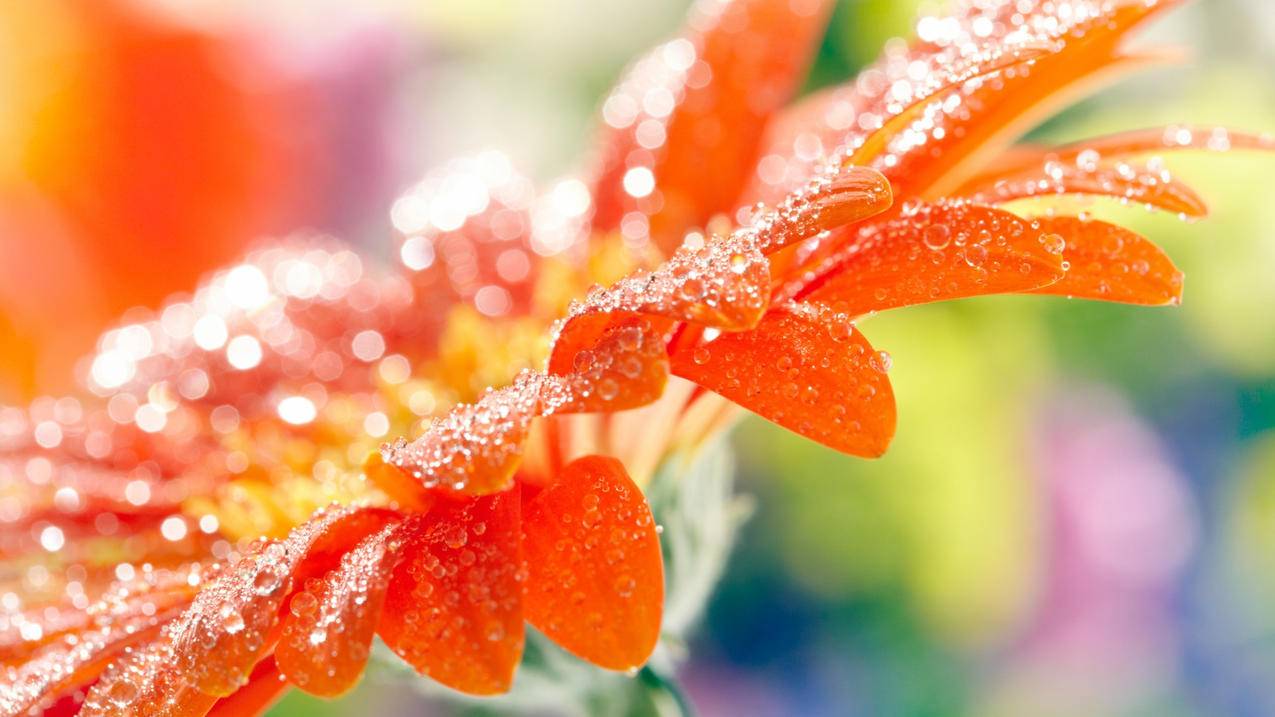 如何选择千川鲤鱼竿？ - 低价业务 - dy业务网