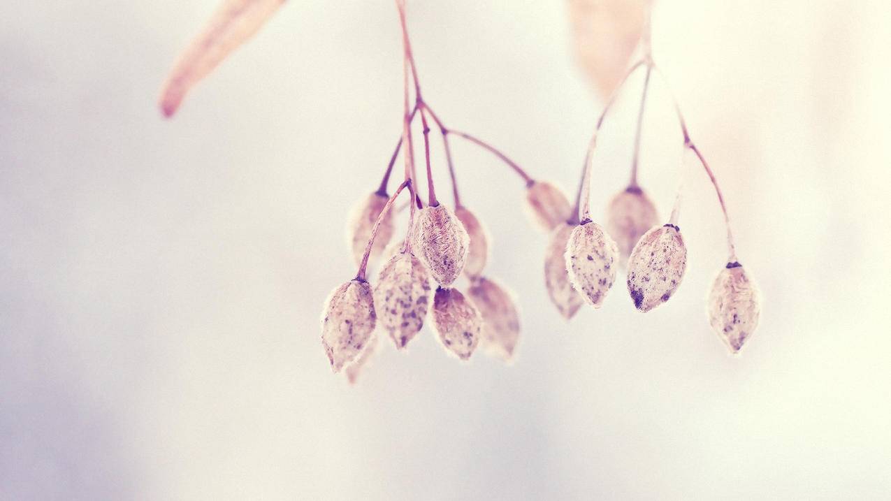 越南appleid怎么验证码登陆 - 各区苹果ID - 55dz账号网