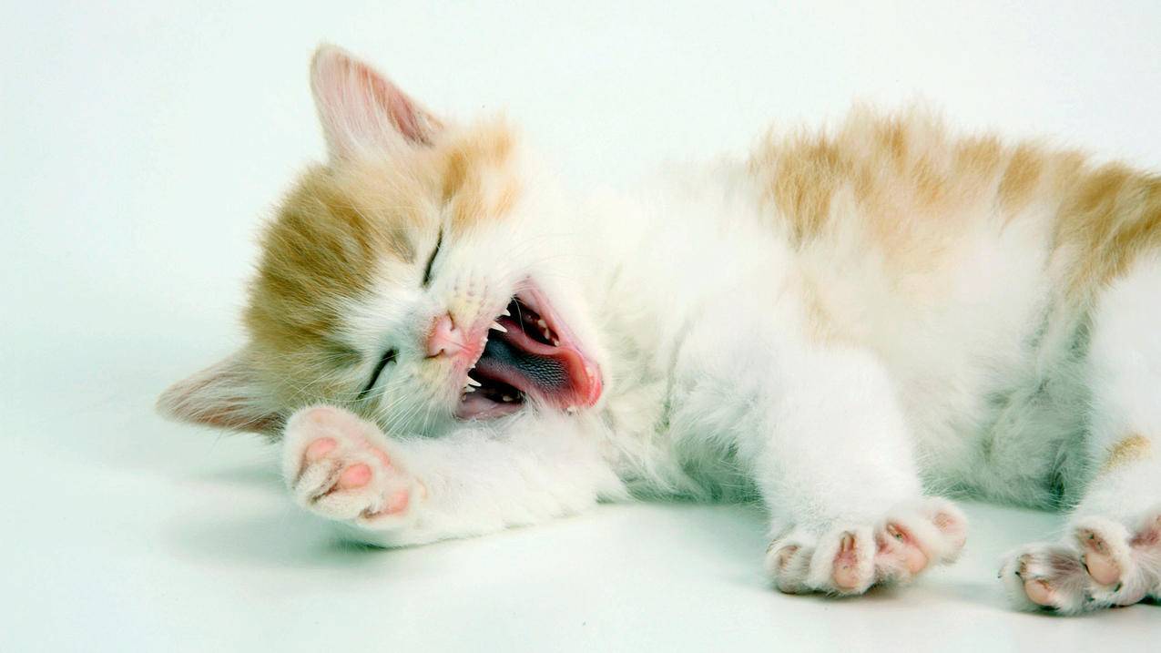 越南apple id为什么会出现其他人账号了 - 各区苹果ID - 55dz账号网