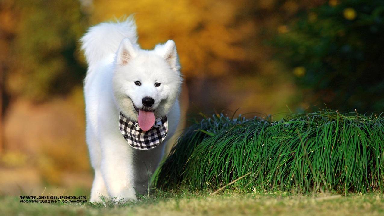 nba2kol跑三分战术sg_nba2kolsf跑三分战术 - IOS分享 - 55dz账号网