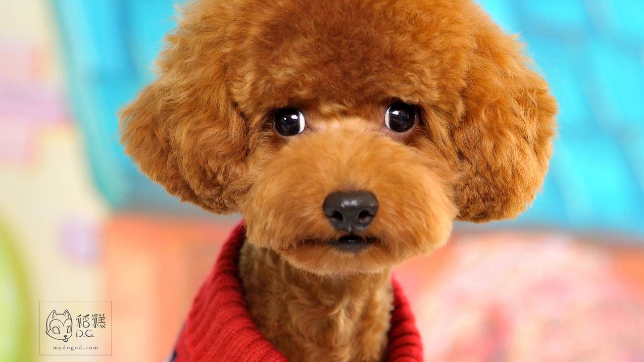 苹果id名字什么好听杨_苹果ID怎么取名 - 美国苹果ID - 55dz账号网