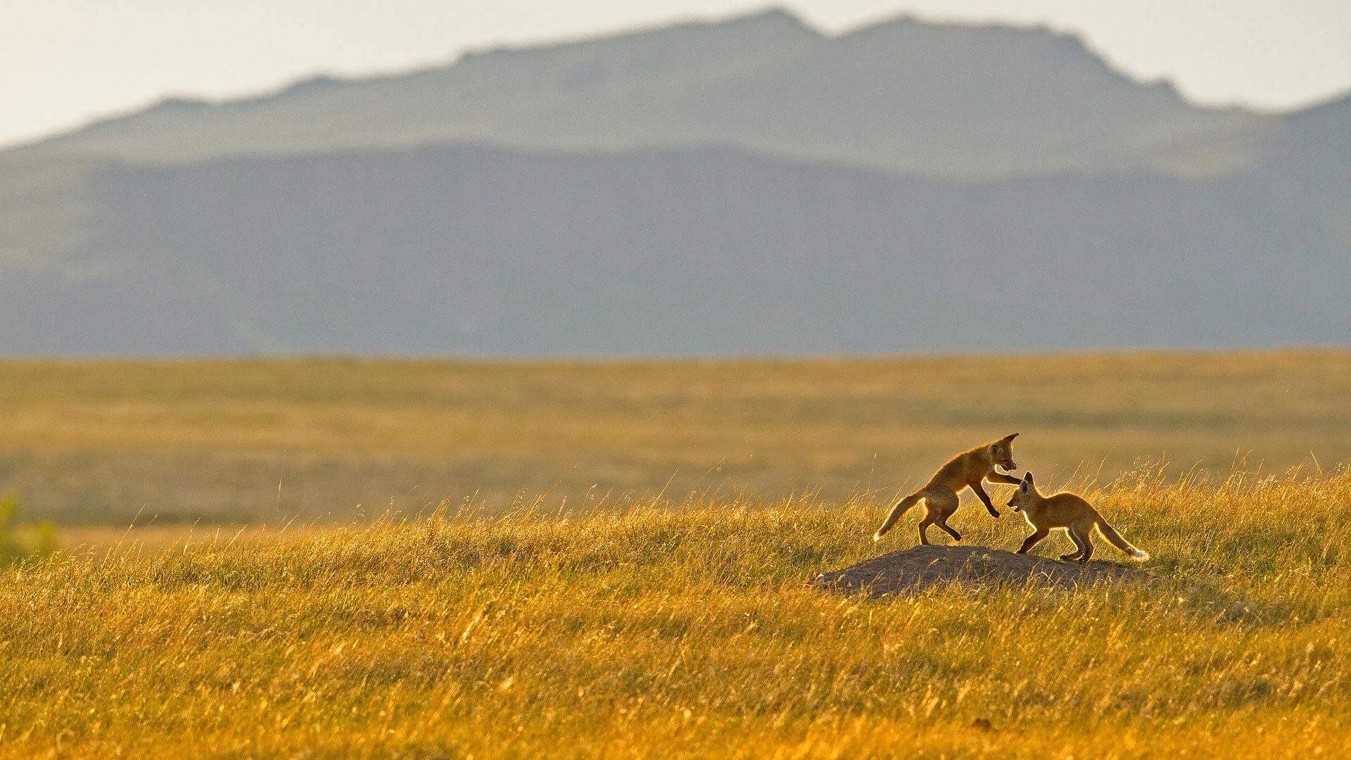 抖音代刷网daishuale - 快手活粉代刷网-QQ人气刷赞平台苹果版-快手刷赞网站推广墨言最低价