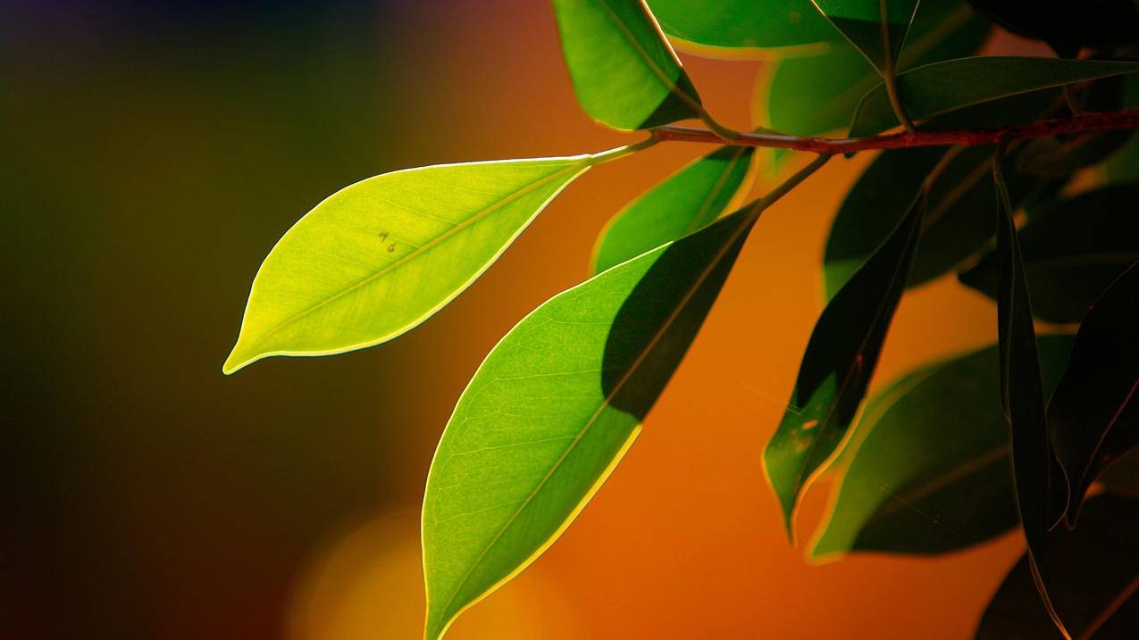 别人可以看到苹果手机我的微信聊天记录吗? ， 原来的苹果id下的微信会一直在备份吗  - 55dz账号网