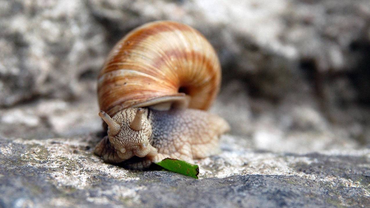 拼多多刷关注多少钱 - 快手低额刷赞-1元1万赞