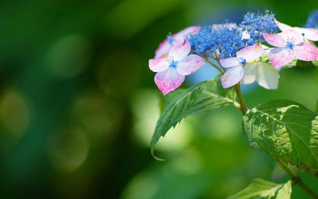 力能扛鼎为什么读gang_力能扛鼎为什么读 - Line相关 - 55dz账号网