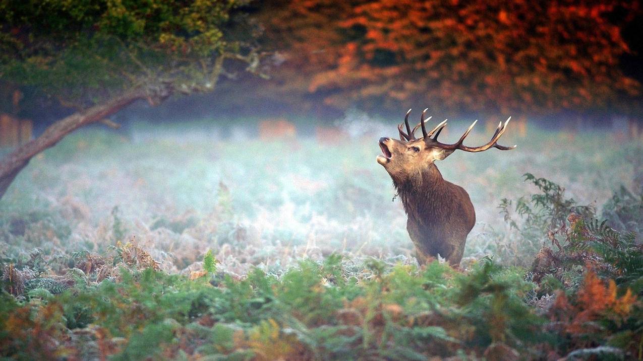 千川新户图文如何建模？ - ks自助下单 - ks业务下单