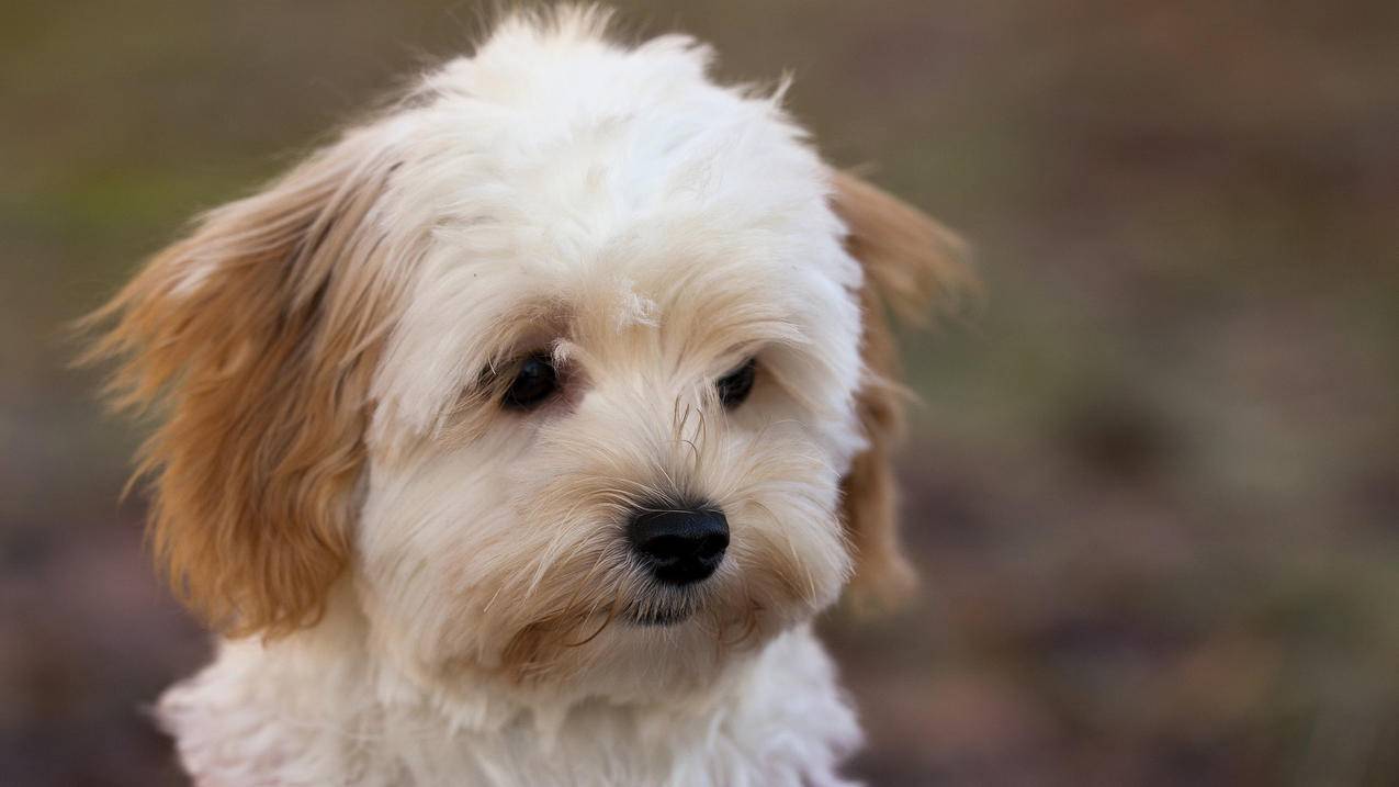 notability怎么填充圆环_notability可以画圆吗 - IOS分享 - 55dz账号网