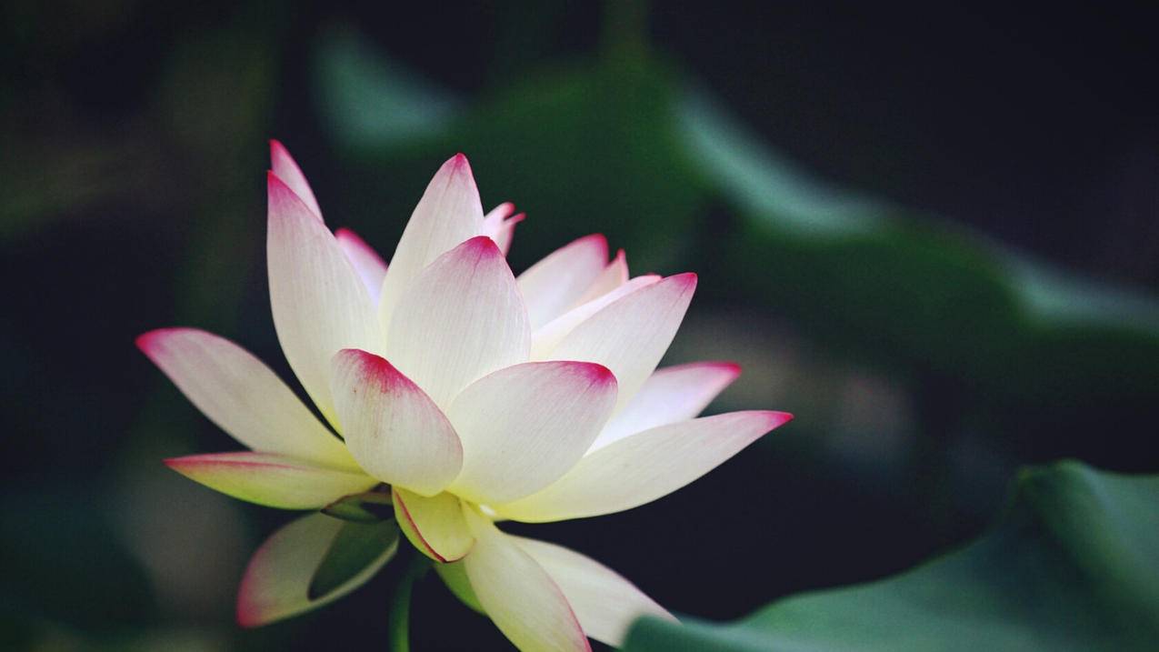 怎样解除苹果账户绑定的手机号 ， 苹果手机怎样解除id绑定的手机号呢?  - 55dz账号网