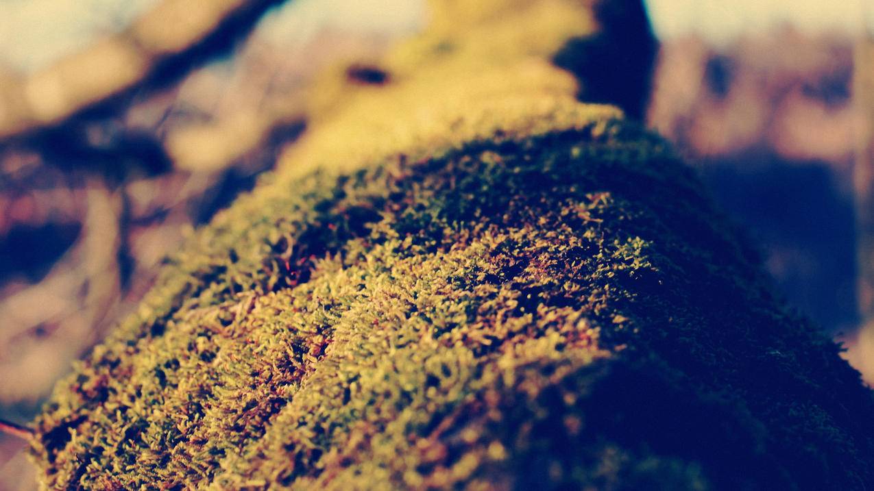 在谷歌商店下载不了软件是怎么回事呢?  ( 安卓手机无法安装googleplay应用有什么原因吗 ) - 55dz账号网