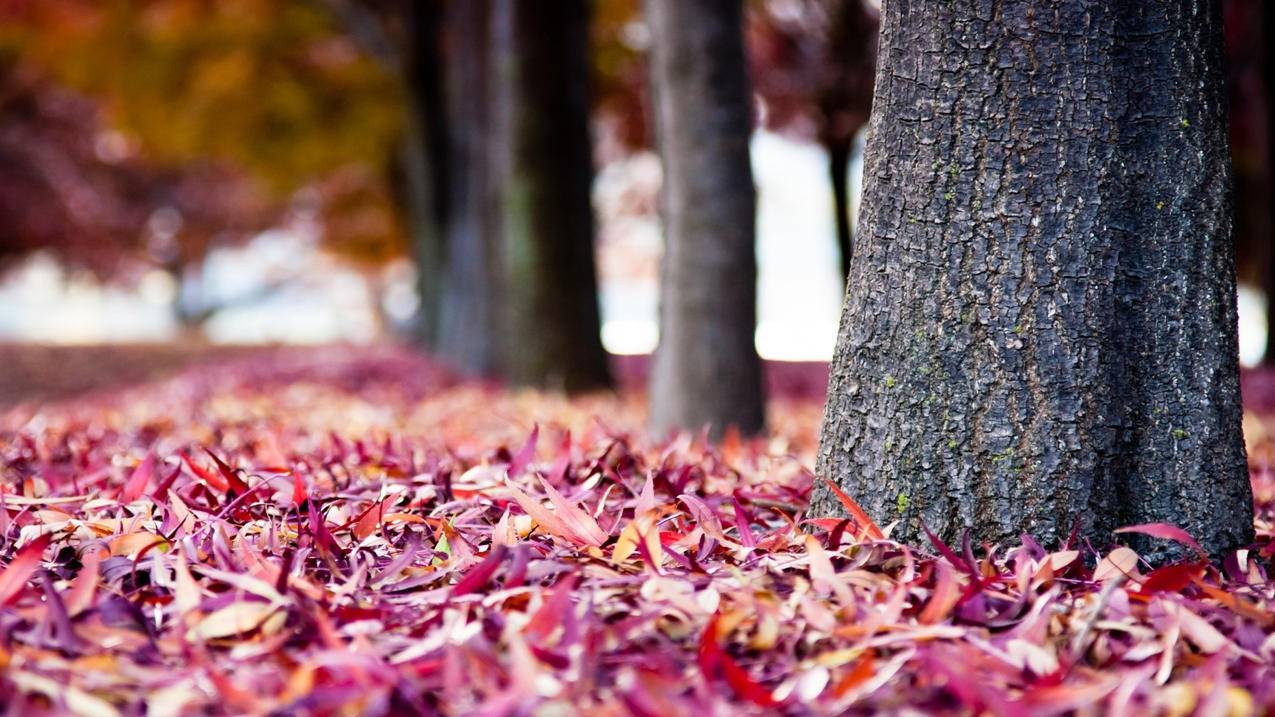 口香糖zoom气垫多大_口香糖zoom气垫多大可以用 - zoom相关 - 55dz账号网