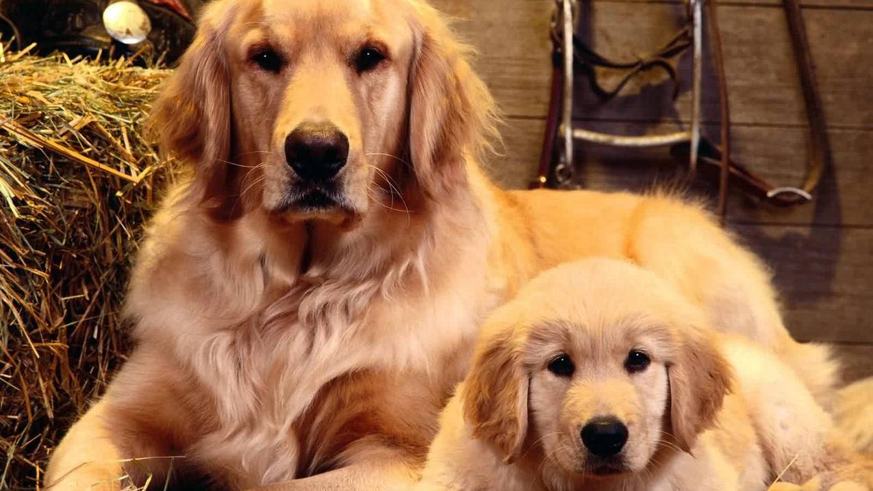 亚马逊fba收费标准详解：一文了解全部费用-苹果id平台