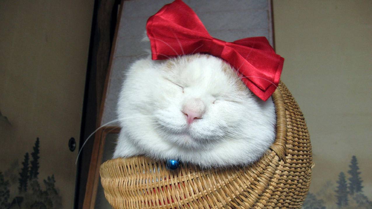 tiktok版本各国版本号不一样吗_tiktok国际版有几个版本 - tiktok相关 - 55dz账号网