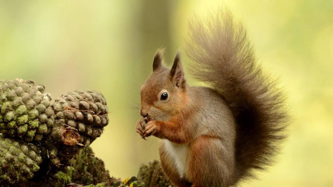 在线刷微博粉丝质量好 - 快手蚂蚁刷赞平台-qq刷留言代刷网