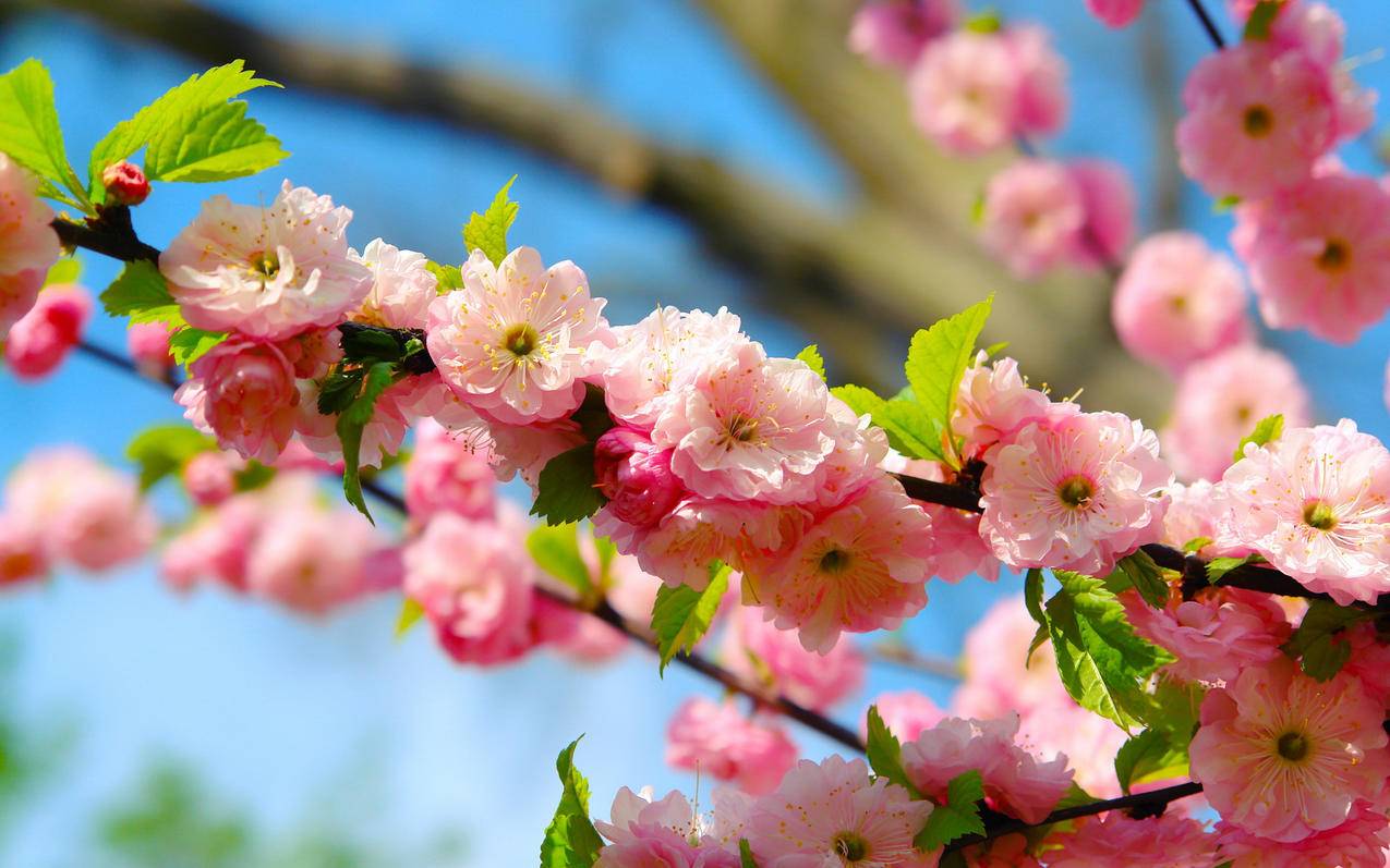 如何用千川提升流量层级？ - ks自助下单 - ks业务下单