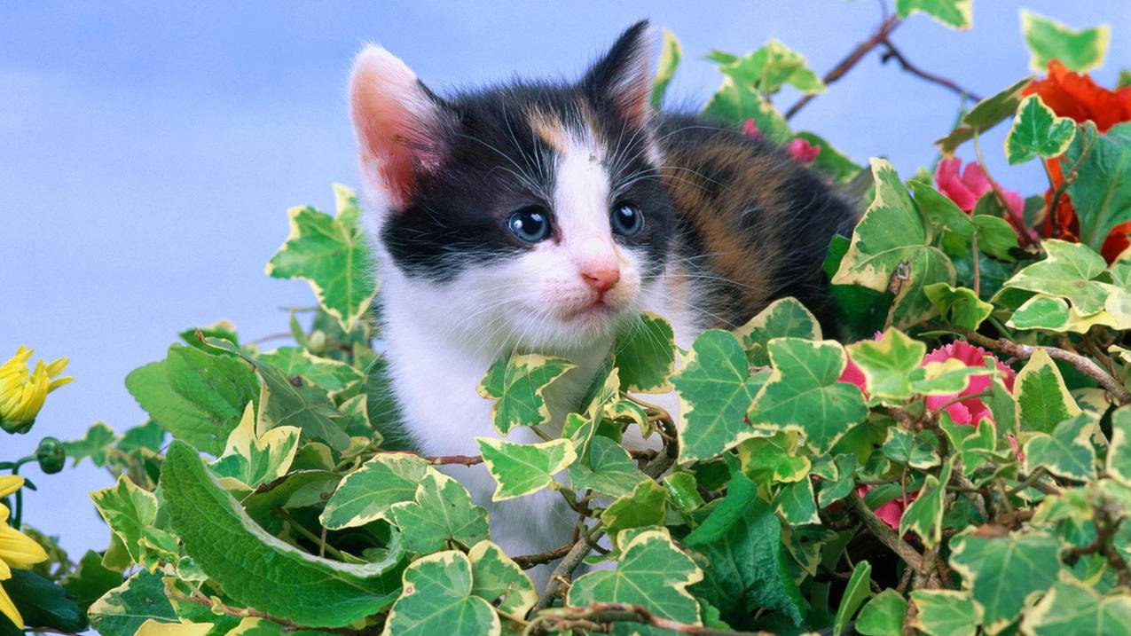 千川后台如何绑定合作码？ - ks自助下单 - ks业务下单