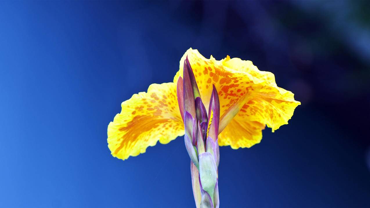 如何完成创建美国appleid没有完整填写表格_造成创建苹果id没有填写完整表格 - 美国苹果ID - 55dz账号网