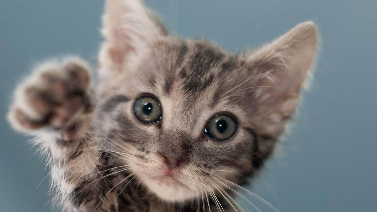 抖音在线秒刷双击网址微信支付 - 卡盟排行榜,卡盟网站