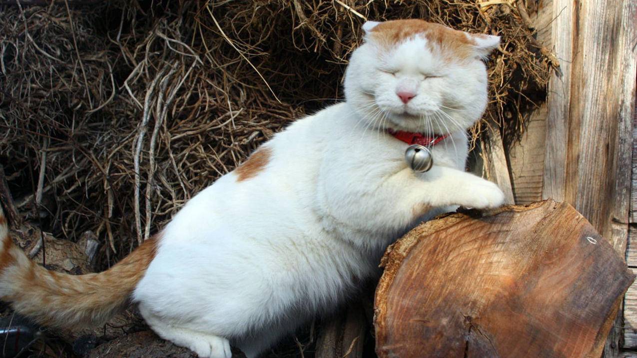 快手秒刷刷赞平台-qq名片刷赞十万,快手自动刷赞网站,快手24小时自助下单网站