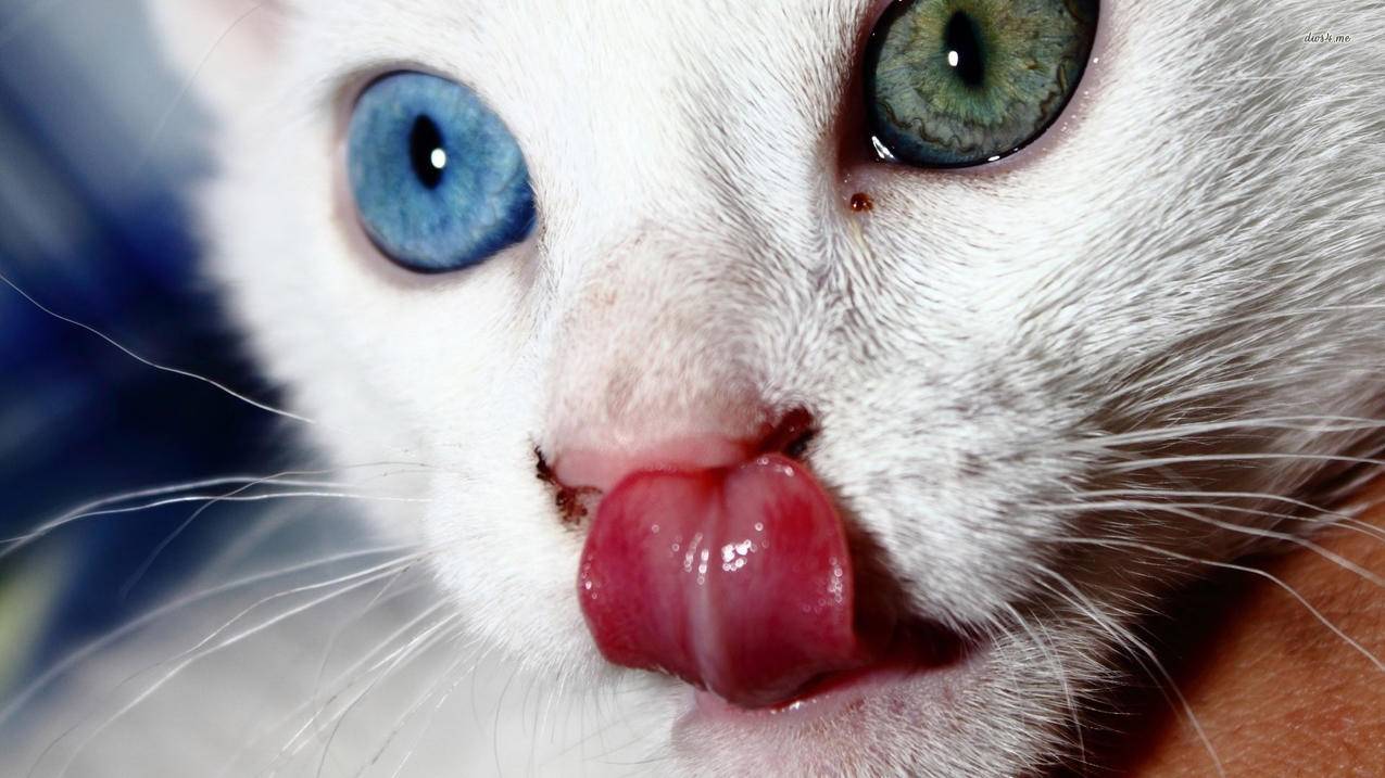 怎样重新设置一个菲律宾苹果id号（怎样重新设置一个菲律宾苹果id号密码） - 各区苹果ID - 55dz账号网