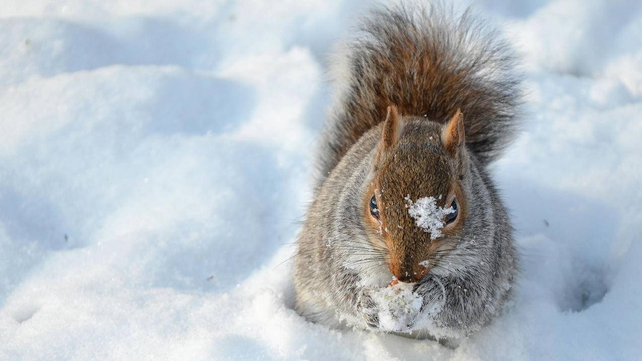 研究表明：人工智能虚拟礼宾服务可自动执行任务-苹果id平台
