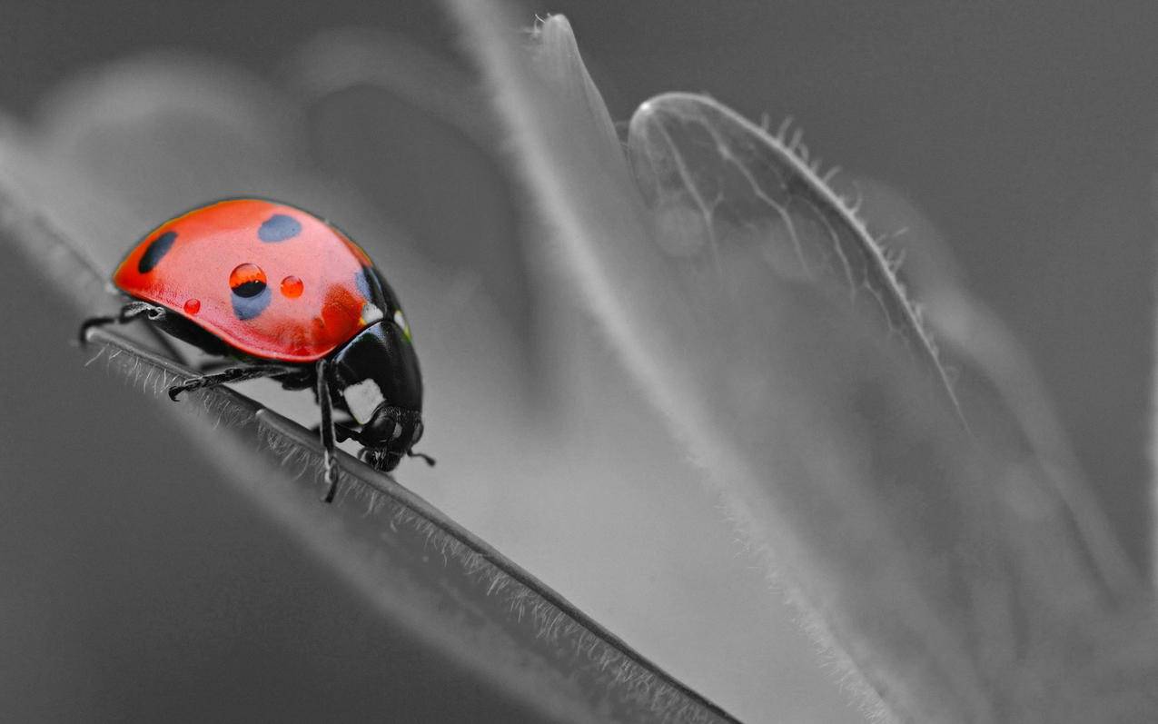 越南苹果id的姓氏和名字英文 - 各区苹果ID - 55dz账号网