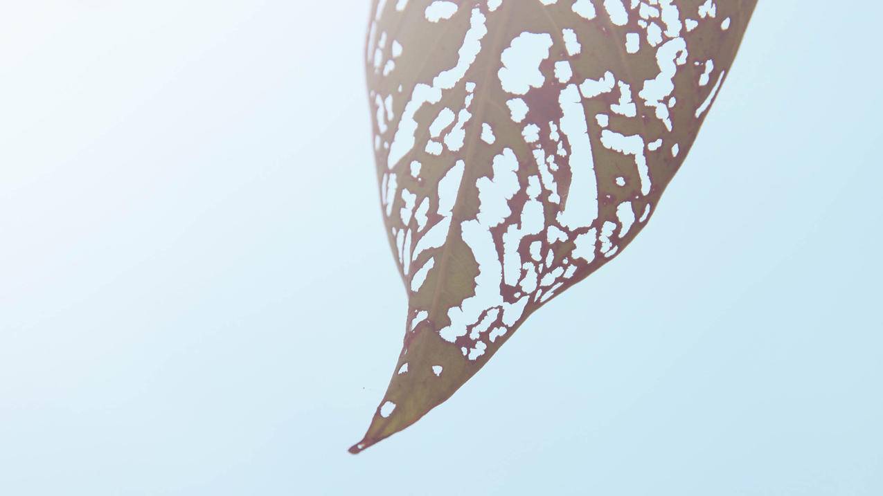 日本苹果id在哪里改地址_iphone id 日本地址 - 日本苹果ID - 55dz账号网