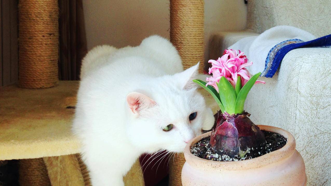 韩国苹果id账号邮箱全忘了怎么办?_韩国苹果id账号邮箱全忘了怎么办啊 - 韩国苹果id - 55dz账号网