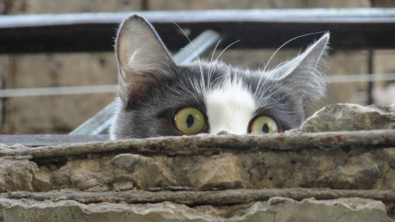 fifaonline4街球模式按键_fifaonline4街球模式怎么铲球 - Line相关 - 55dz账号网