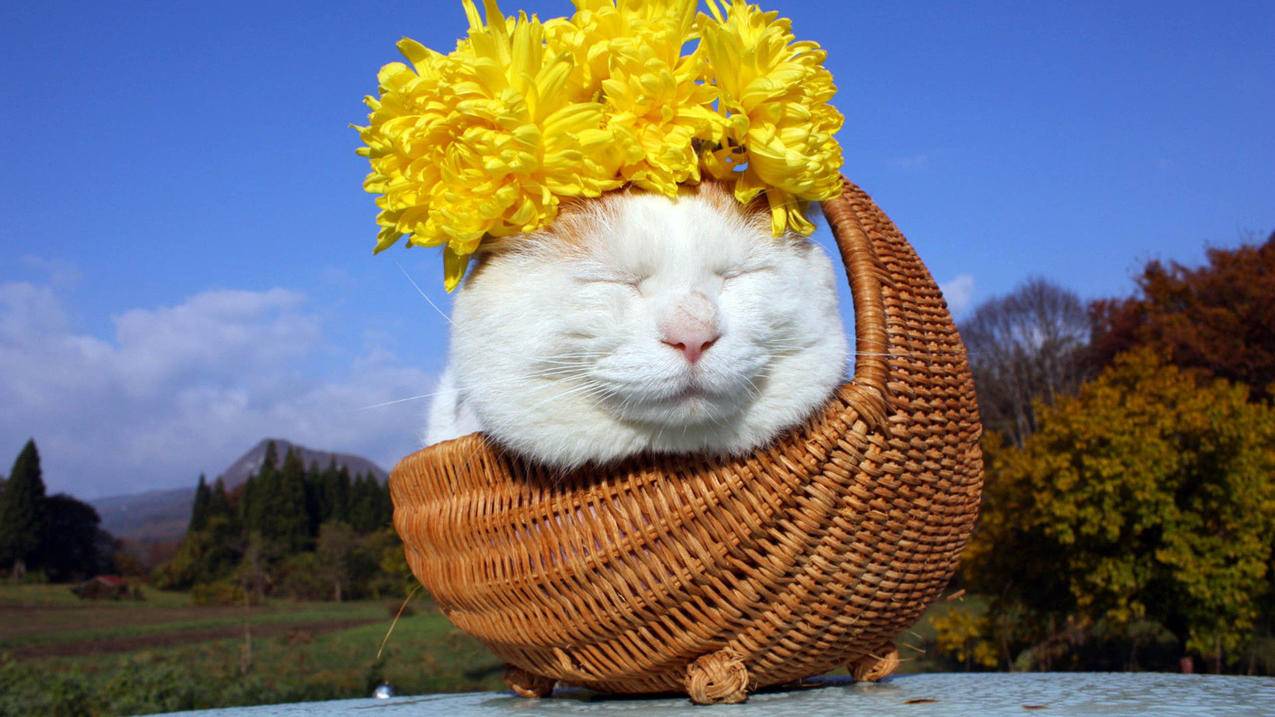 苹果更换id通讯录联系人不见了  ( 苹果手机换id号后通讯录全没有了怎么回事? ) - 55dz账号网