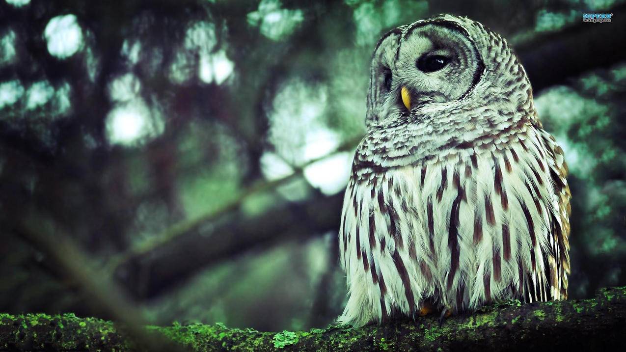 日本appleid无法退出登录灰色_appleid退出登录是灰色登录不了 - 日本苹果ID - 55dz账号网