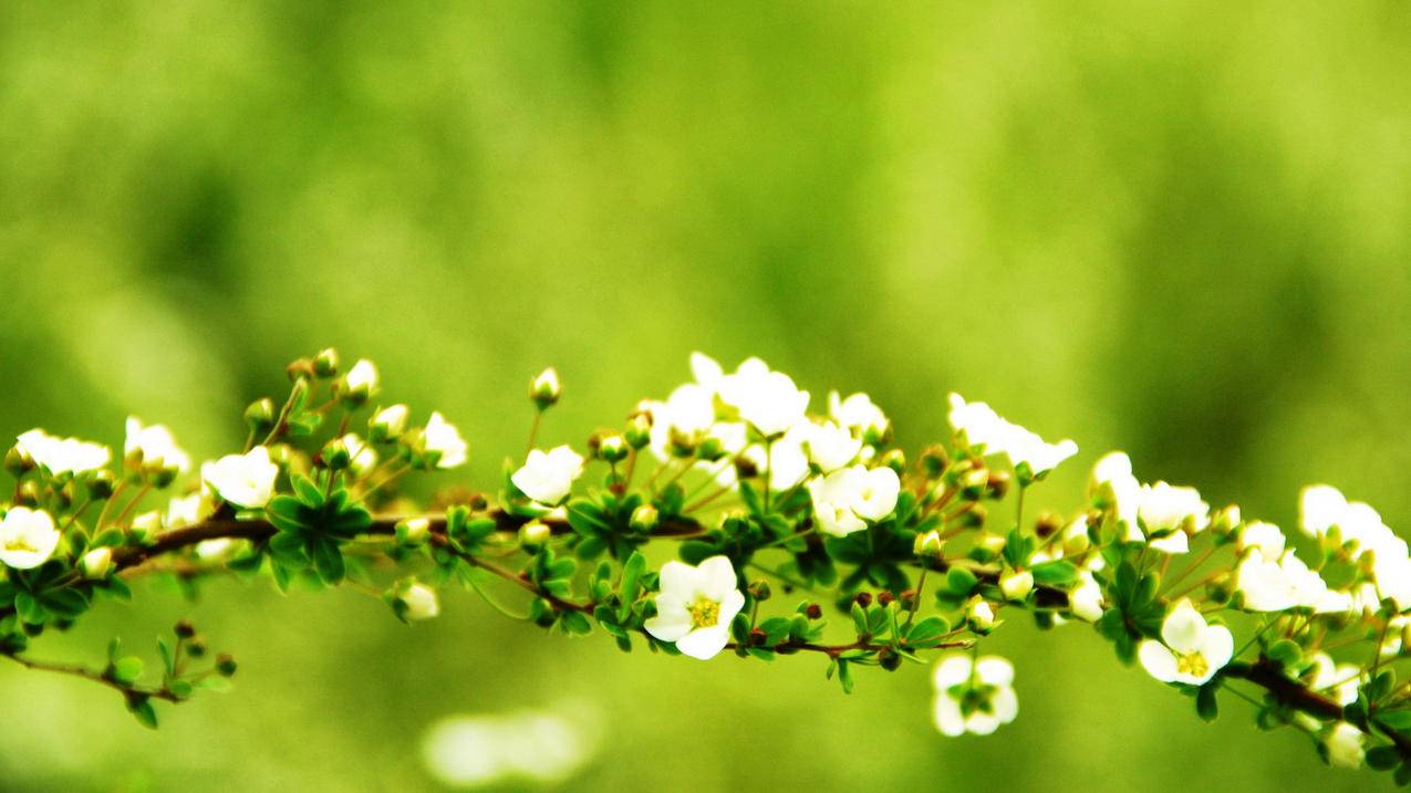 信息轰炸自助下单 - 球球大作战巨人网代刷,抖音投放量 100元得多少个赞,快手代刷50个