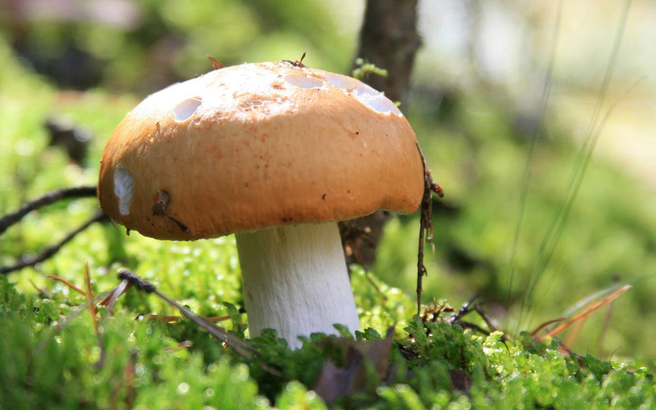 注册越南id名字怎么写（注册越南id名字怎么写） - 各区苹果ID - 55dz账号网