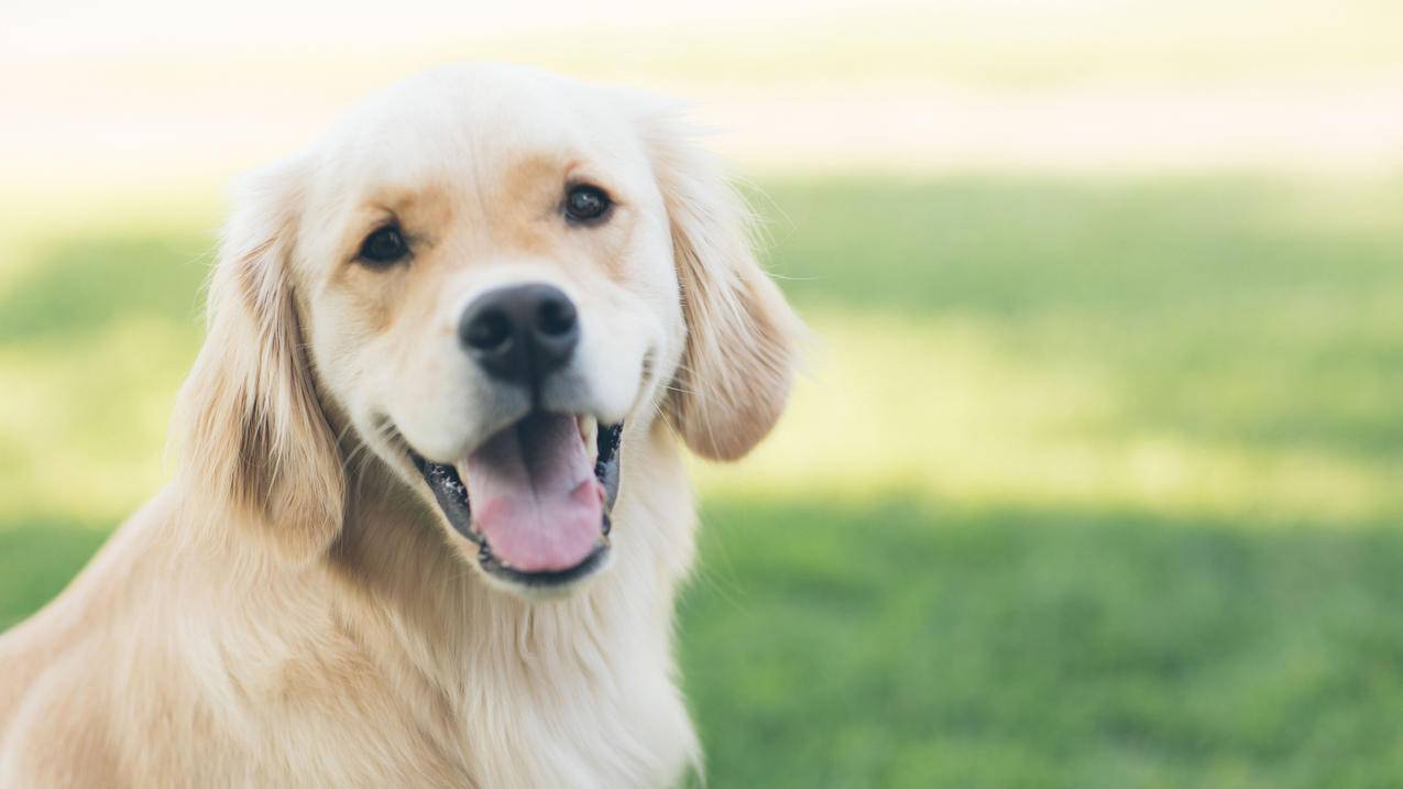 威尔胜clash和blade区别_威尔胜blade系列 - clash相关 - 55dz账号网