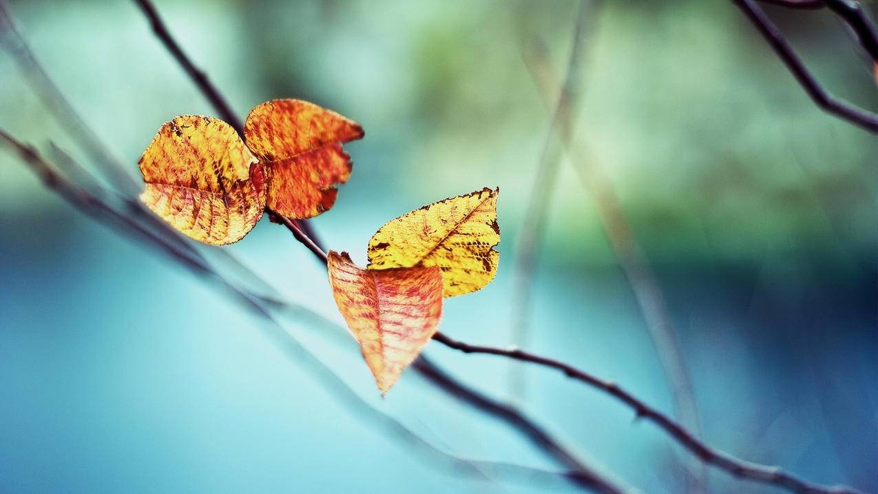 怎么查知乎的ID号呢? ， 怎样查看在知乎注册的ID号呢?  - 55dz账号网