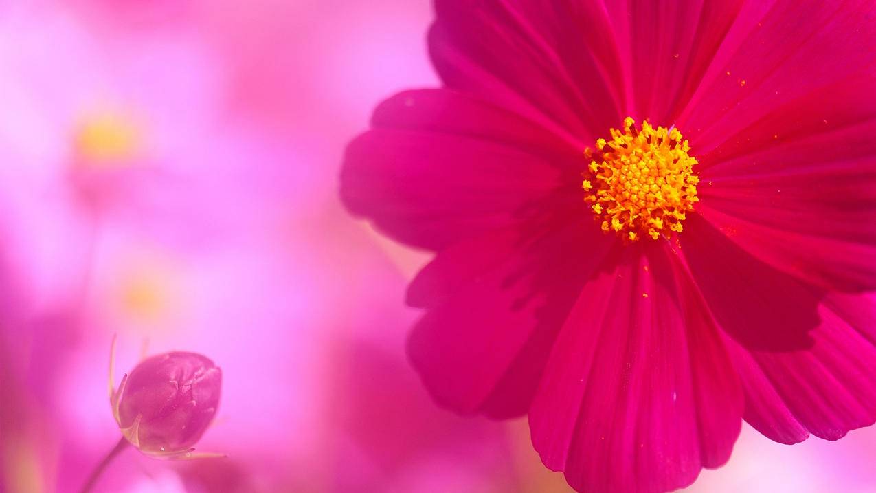 手机如何注册推特?_手机如何注册推特号 - tw相关 - 55dz账号网