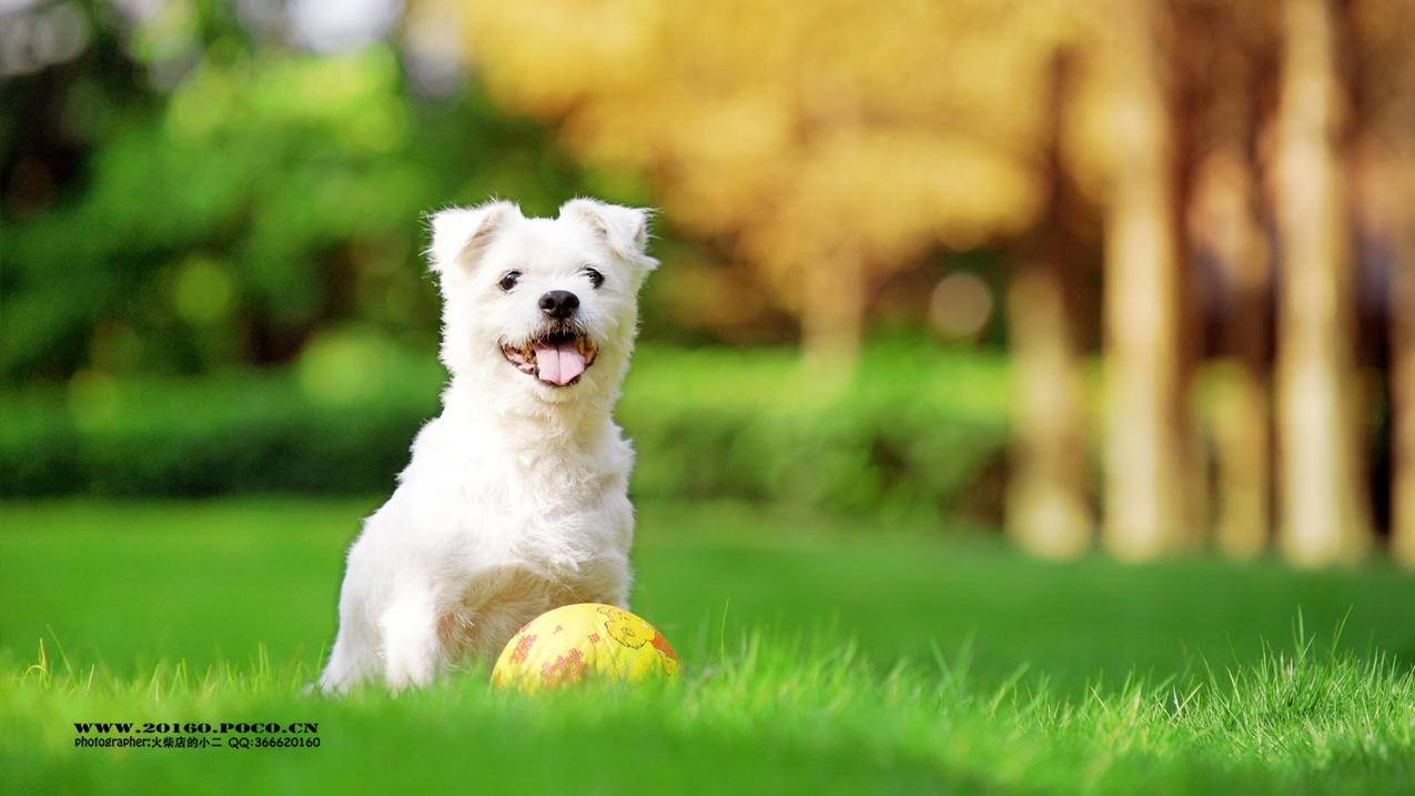 自助下单平台超低 - 代刷网qq标签赞-网红助手-共享货源毒