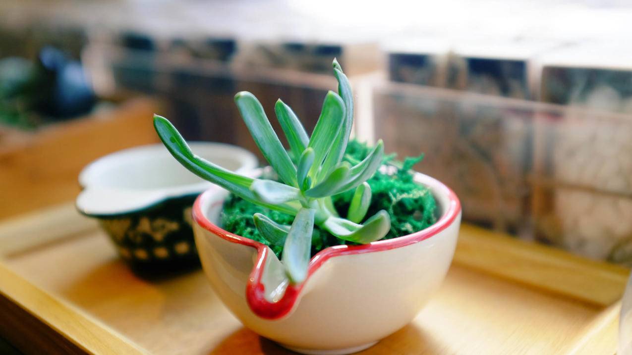 澳服AppleID账号密码最新推荐[苹果设备专属账号]_海外appleid